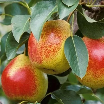 Груша ГОРНАЯ КРАСАВИЦА — описание сорта Груша ГОРНАЯ КРАСАВИЦА в Витебске