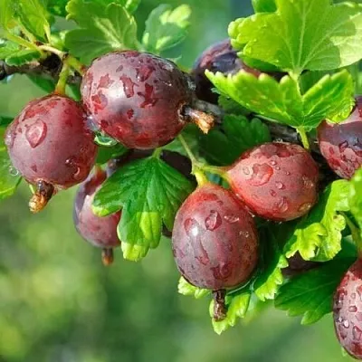 Крыжовник СЕРЕНАДА  Крыжовник СЕРЕНАДА в Витебске