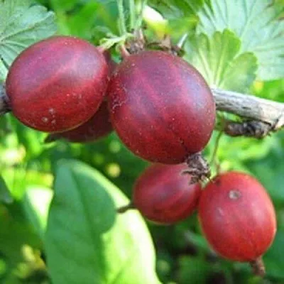 Крыжовник ЩЕДРЫЙ  Крыжовник ЩЕДРЫЙ в Витебске