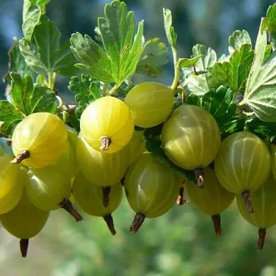 Крыжовник ХИННОНМАЙНЕН КЕЛЬТАЙНЕН  Крыжовник ХИННОНМАЙНЕН КЕЛЬТАЙНЕН в Витебске