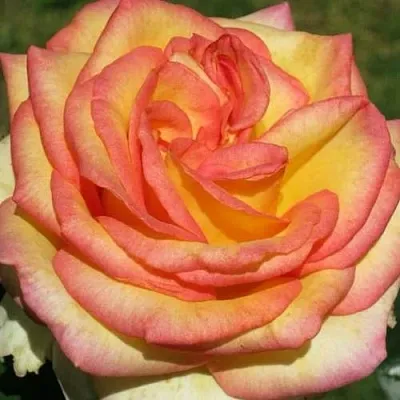 Роза АМАЗОНКА чайно-гибридная в Витебске