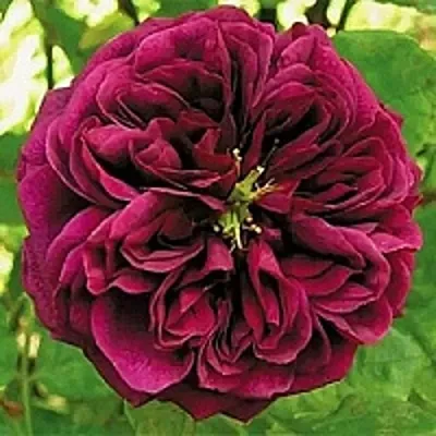 Роза ЗЕ ПРИНЦ английская в Витебске