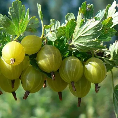 Крыжовник ЮБИЛЕЙНЫЙ  Крыжовник ЮБИЛЕЙНЫЙ в Витебске