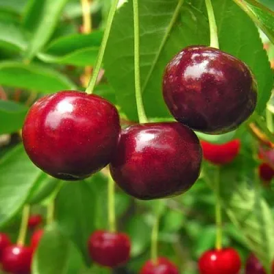 Вишня УЙФЕХЕРТОЙ ФЮРТОШ в Витебске