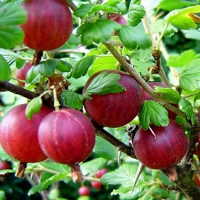 Крыжовник КОНСУЛ  Крыжовник КОНСУЛ в Витебске