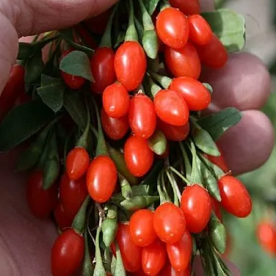 Годжи КОРЕАН БИГ  Годжи КОРЕАН БИГ в Витебске