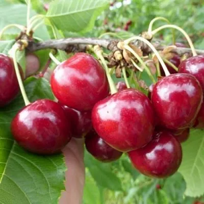 Вишня КОЛОННОВИДНАЯ  в Витебске