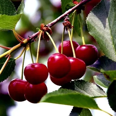 Вишня РИВАЛ — описание сорта Вишня РИВАЛ в Витебске