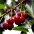 Вишня РИВАЛ — описание сорта Вишня РИВАЛ в Витебске