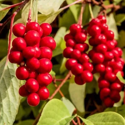 Лимонник КОСТИК китайский  Лимонник КОСТИК китайский в Витебске