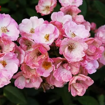 Роза АЛДЕН БИЗЕН мускусная в Витебске