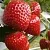 Клубника АРГЕНТЕРА в Витебске