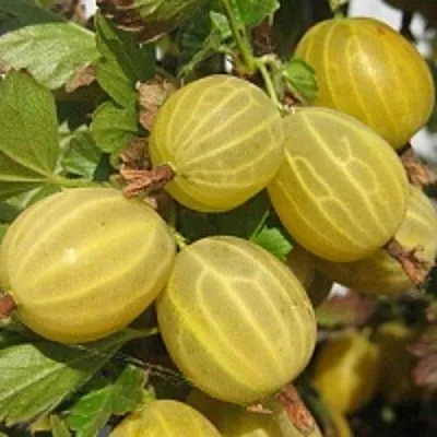 Крыжовник КУРШУ ДЗИНТАРС   Крыжовник КУРШУ ДЗИНТАРС  в Витебске