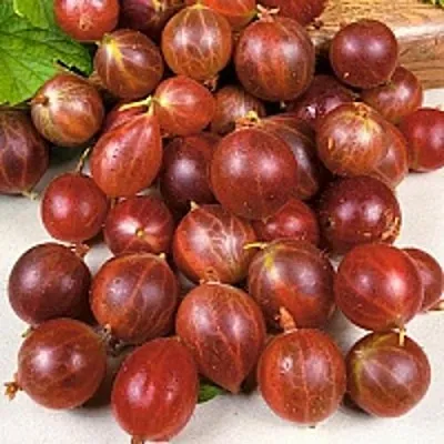 Крыжовник ОЛАВИ (ХИННОНМАЕН ПУНАЙНЕН)  Крыжовник ОЛАВИ (ХИННОНМАЕН ПУНАЙНЕН) в Витебске