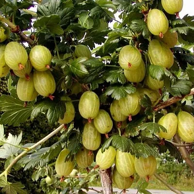 Крыжовник ИНВИКТА  Крыжовник ИНВИКТА в Витебске