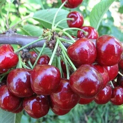 Вишня ДЕСЕРТНАЯ МОРОЗОВОЙ в Витебске