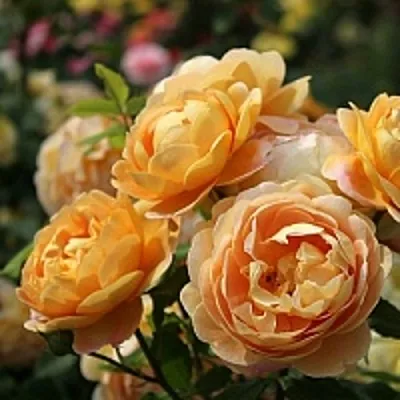 Роза ГОЛДЕН СЕЛЕБРЕЙШЕН английская в Витебске