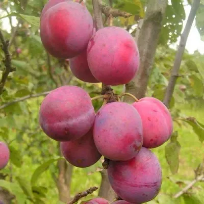 Слива ЭДИНБУРГСКАЯ — описание сорта Слива ЭДИНБУРГСКАЯ в Витебске