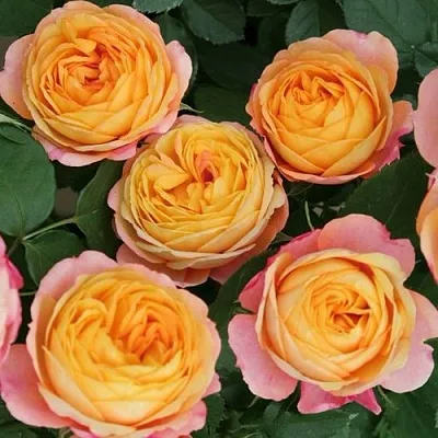 Роза БЕБИ РОМАНТИКА миниатюрная  Роза БЕБИ РОМАНТИКА миниатюрная в Витебске