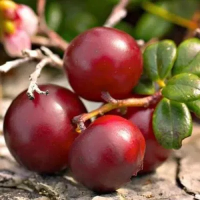 Клюква ЭРЛИ БЛЭК — описание сорта Клюква ЭРЛИ БЛЭК в Витебске