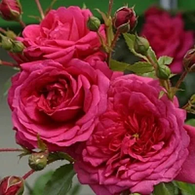 Роза ЛАГУНА плетистая в Витебске