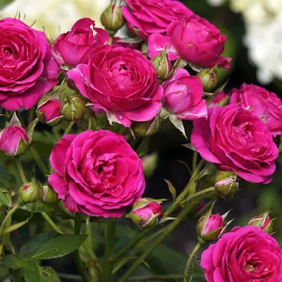 Роза БЕБИ КРИМСОН миниатюрная  Роза БЕБИ КРИМСОН миниатюрная в Витебске