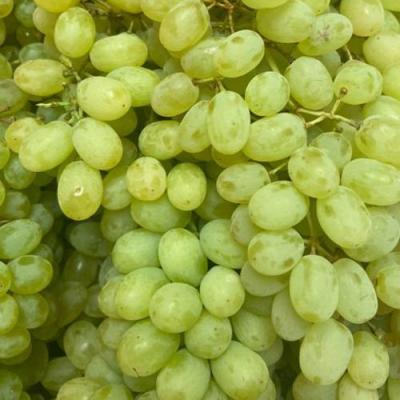 Зеленый в Витебске