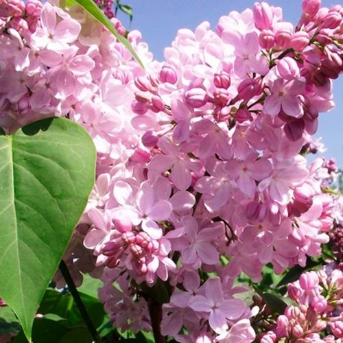 Сирень АДЕЛИНА в Витебске