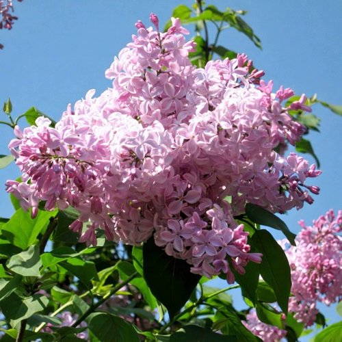Сирень БУФФОН в Витебске