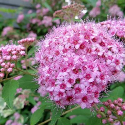 Розовая в Витебске