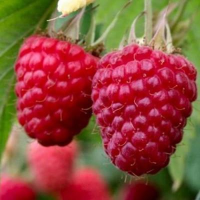 Средняя в Витебске