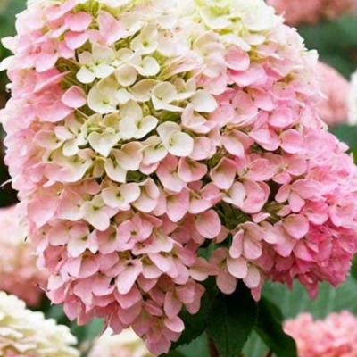 Низкорослые (карликовые) в Витебске