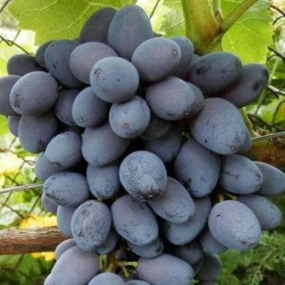 Черный виноград в Витебске