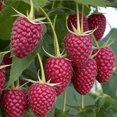 Высокая в Витебске