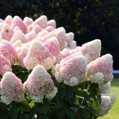 Бело-розовая в Витебске