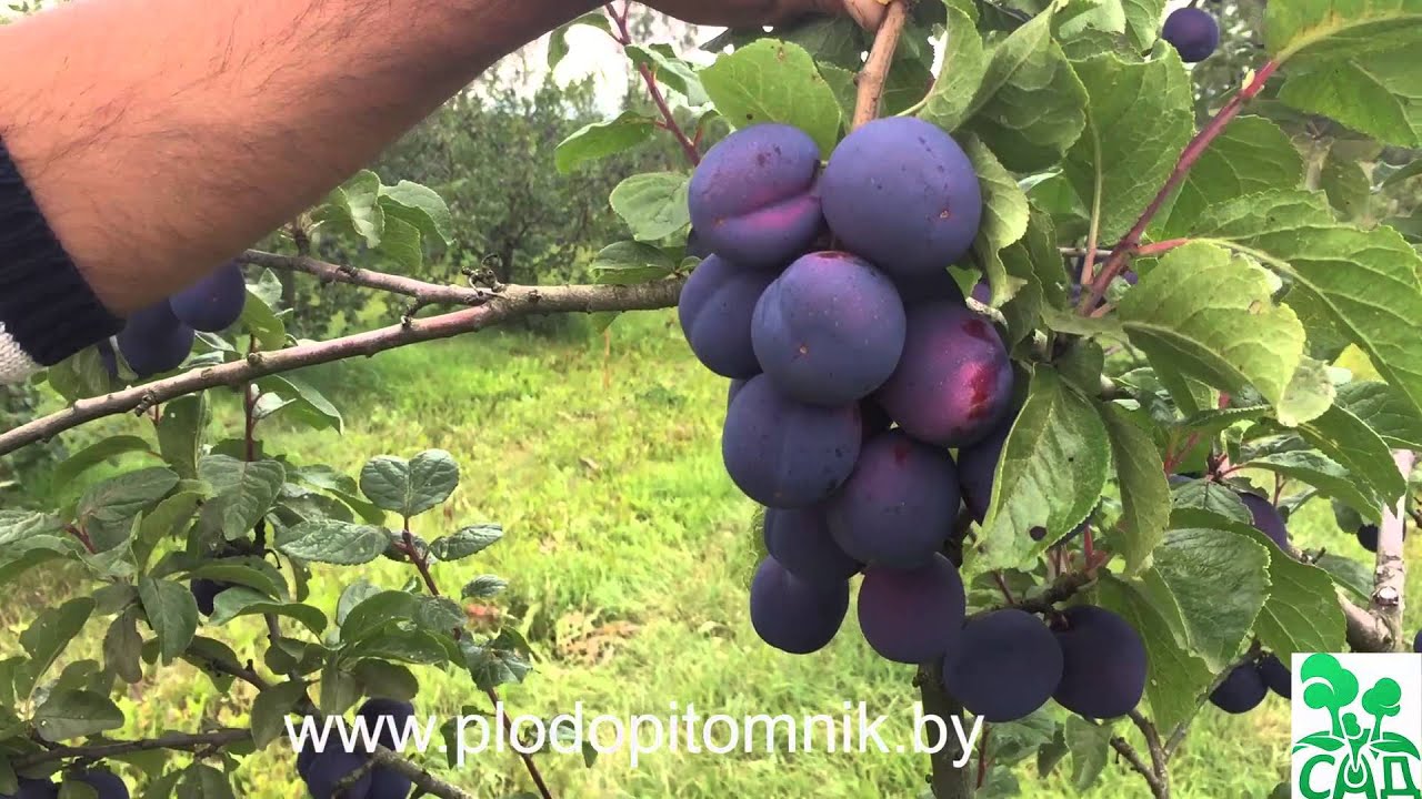 Превью видео