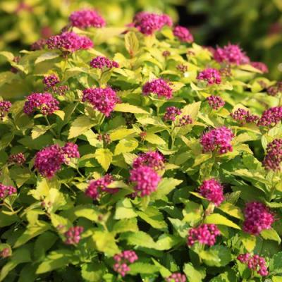 Японская в Витебске