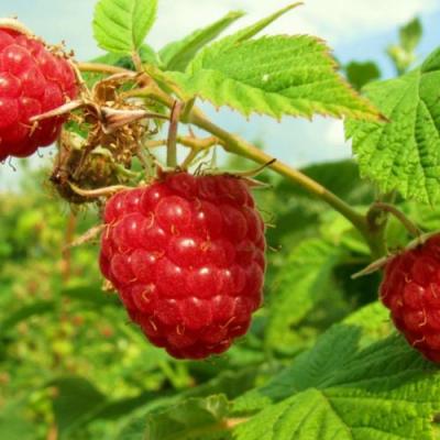 Бесшипная в Витебске