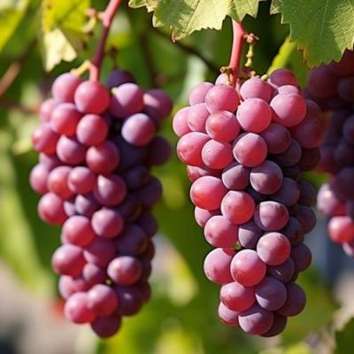 Фиолетовый в Витебске