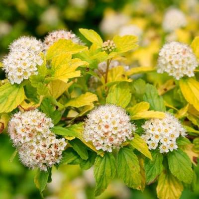 Желтый в Витебске