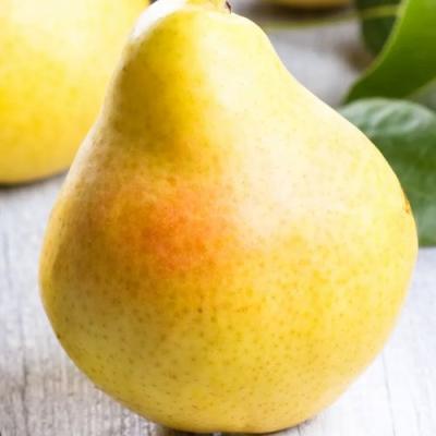 Желтая в Витебске