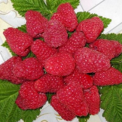 Сладкая в Витебске