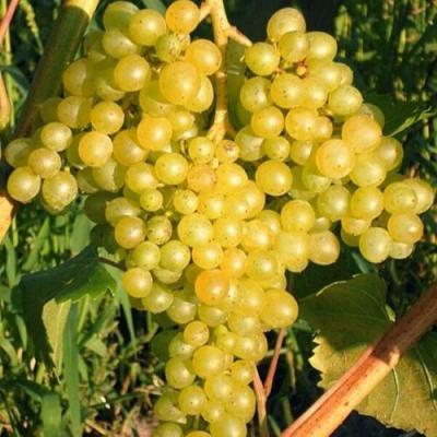 Желтый в Витебске