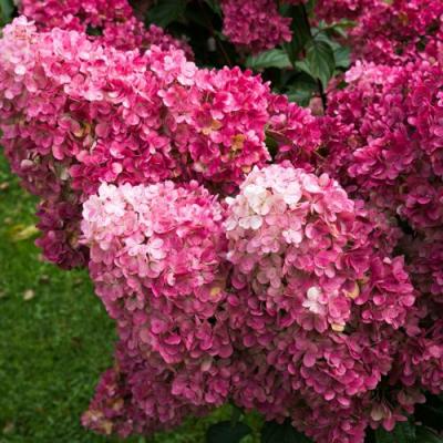 Фрайз в Витебске