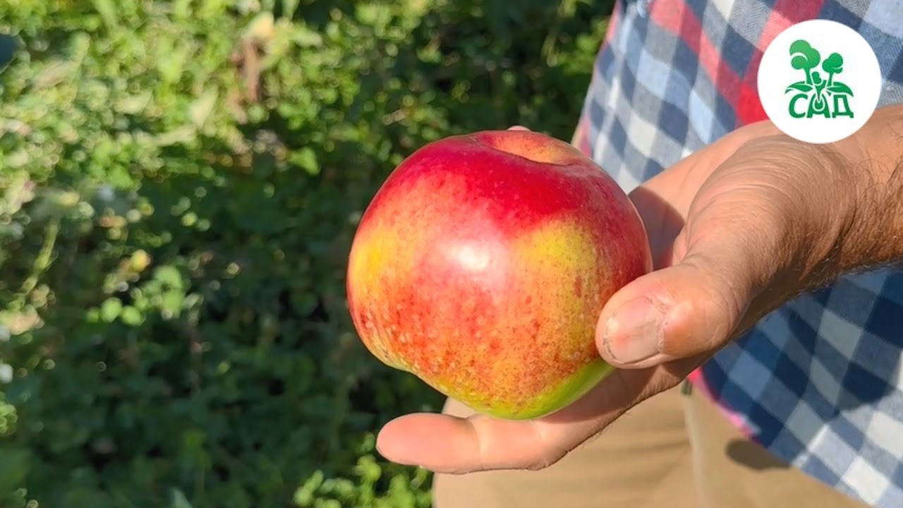 Превью видео