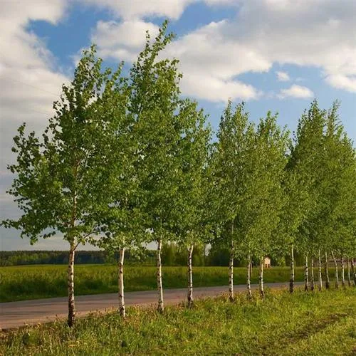 Береза обыкновенная в Витебске