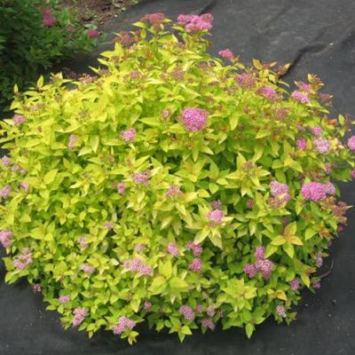 Голден в Витебске