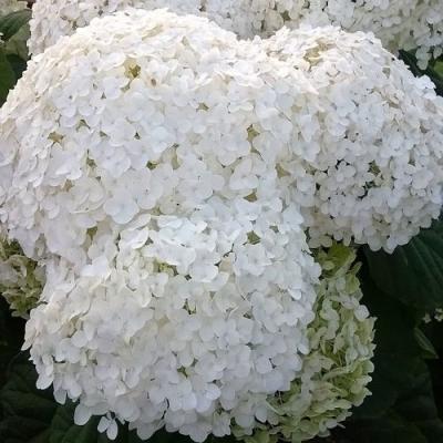 Белая в Витебске