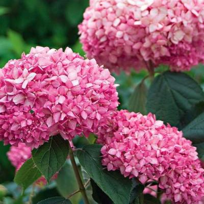 Розовая в Витебске