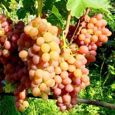 Сладкий в Витебске